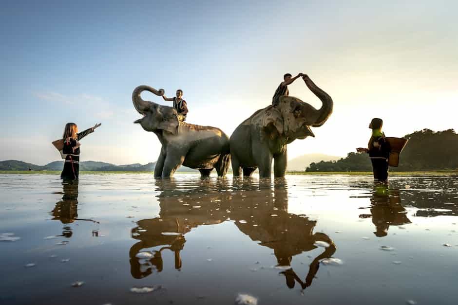 Wildlife Safari Thung Yai & Khao Yai: Big Cats, Elephants & Birdwatching