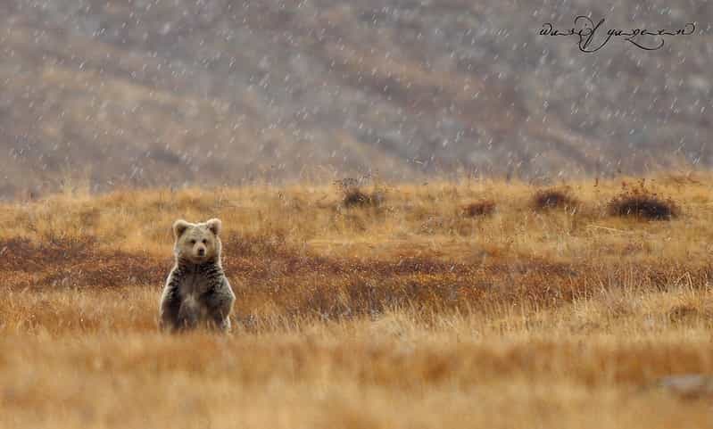 Great Himalayan Wildlife & Trek 6 Nights: Eco Stay in Kullu