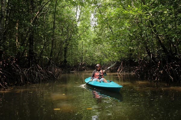 Kilim Karst Geoforest Park Mangrove Safari in Langkawi Kilim Karst Geoforest Park Mangrove Safari in Langkawi