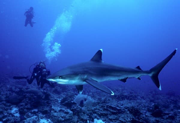 Scuba diving at Shark Bank and Brissare Rocks Photo 3