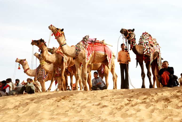 Bikaner Culture & Camel Festival Experience in Rajasthan Bikaner Culture & Camel Festival Experience in Rajasthan